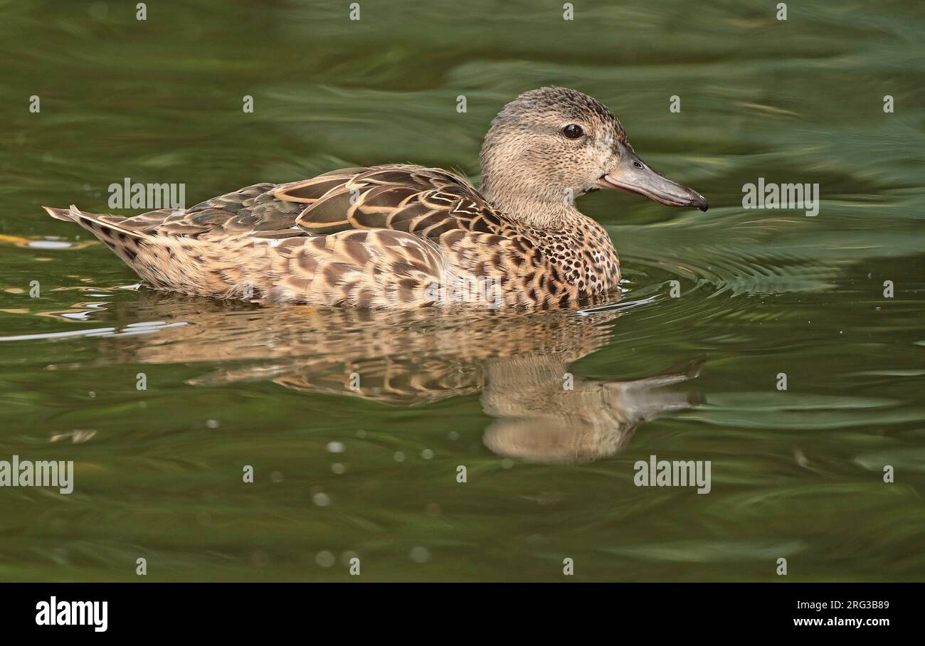 Ottanio dalle ali blu (Spatla discors), maschio adulto in eclissi che nuotano in cattività, visto da un lato. Foto Stock