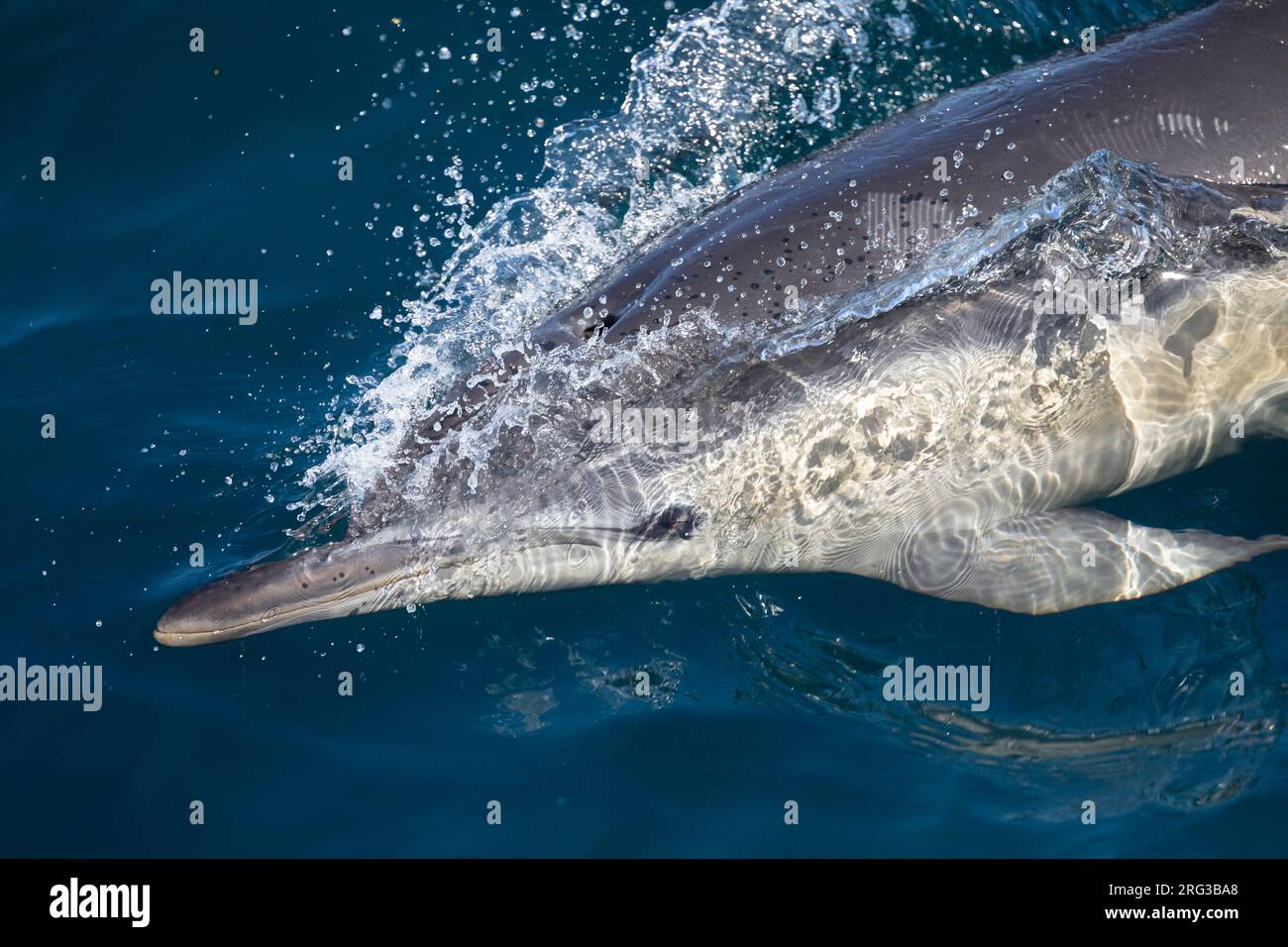 Vista ravvicinata di un delfino comune (Delphinus delphis), con graffi (segni di morso) sulla pelle, con il mare come sfondo Foto Stock