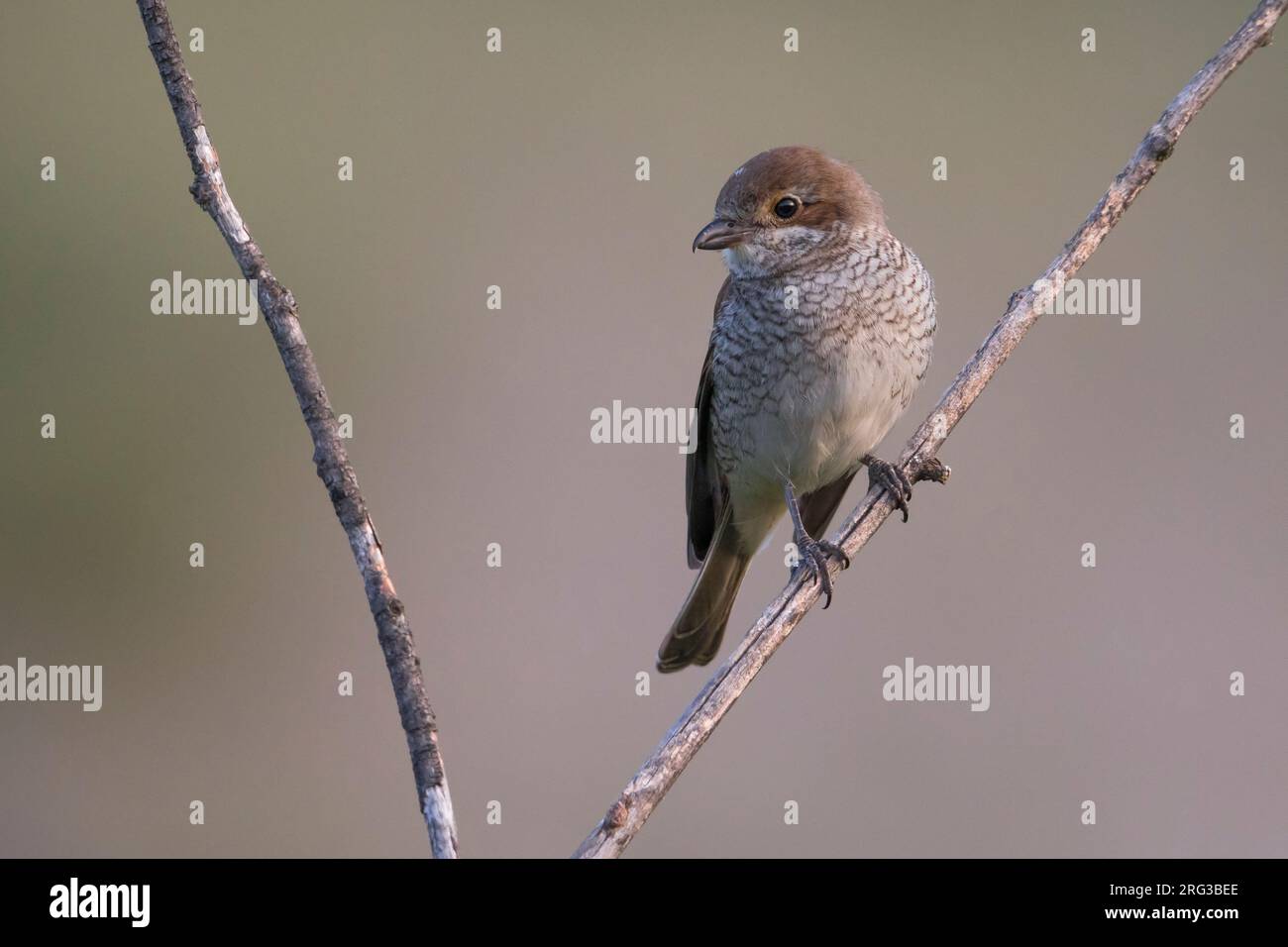 Grauwe Juveniele Klauwier; capretti Red-backed Shrike Foto Stock