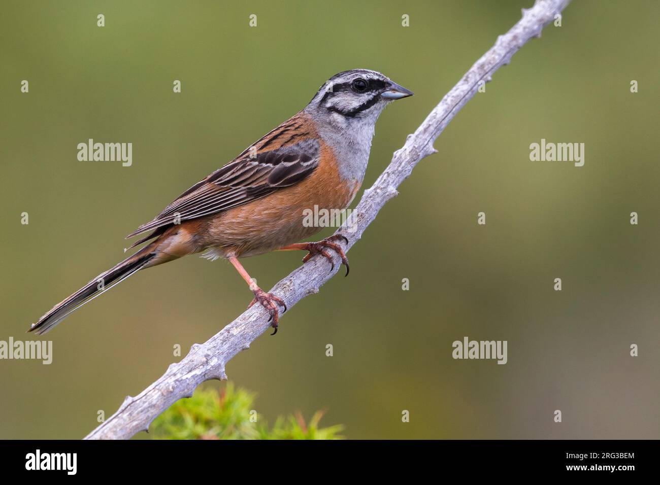 Mannetje Volwassen Grijze Gors; maschio adulto Rock Bunting Foto Stock