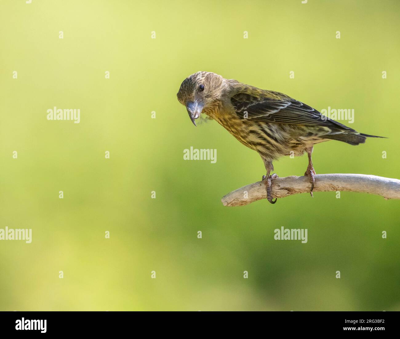 Immaturo Crossbill comune (Loxia curvirostra) con due piccole barre di ala. Arroccato sul bordo di un ramoscello in una foresta di pini in pre-Pirenei in Spagna. Foto Stock