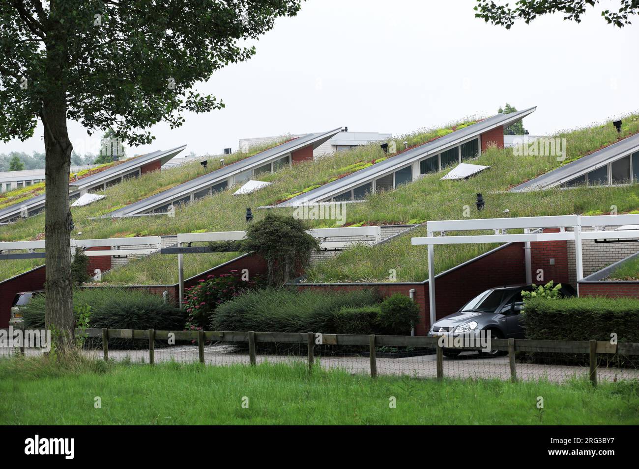 Veel gemeentes, waterschappen en provincies bieden subsidie aan voor de aanleg van een groen dak Foto Stock