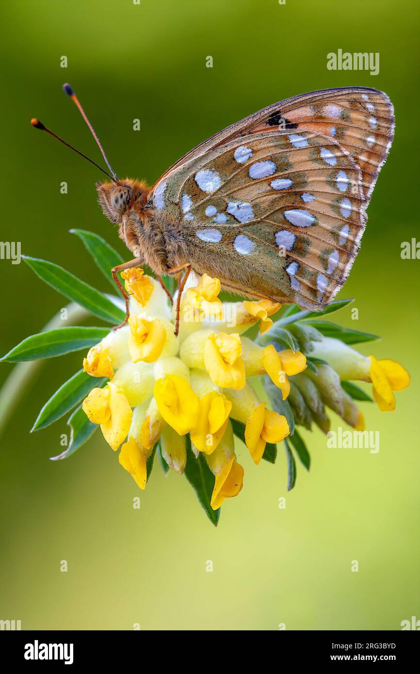 Vista laterale di una Fritillary verde scuro su un fiore Foto Stock