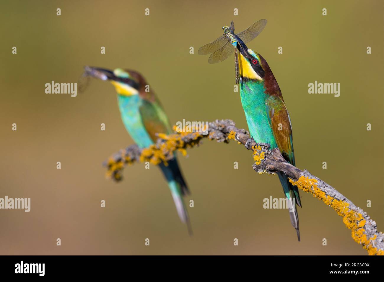 European Bee-Eater, Merops apiaster, in Italia. Due mangiatori di api arroccati con una libellula nel becco. Foto Stock
