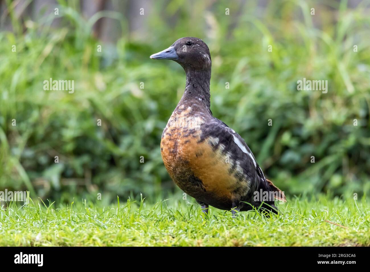 Eclipse maschio Steller's Eider (Polysticta stelleri) in cattività, Zelanda, Paesi Bassi. Foto Stock