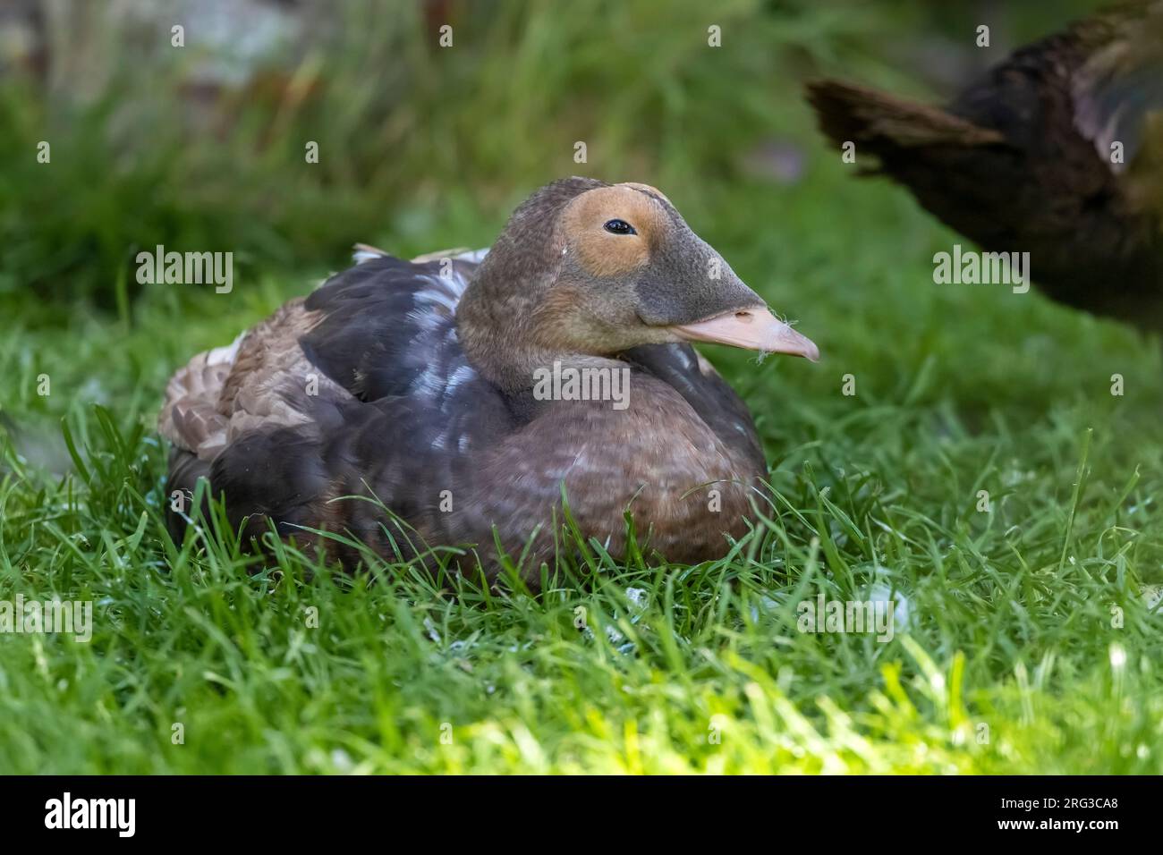 Eclipse maschio Spectacled Eider (Somateria fischeri) in cattività, Zelanda, Paesi Bassi. Foto Stock