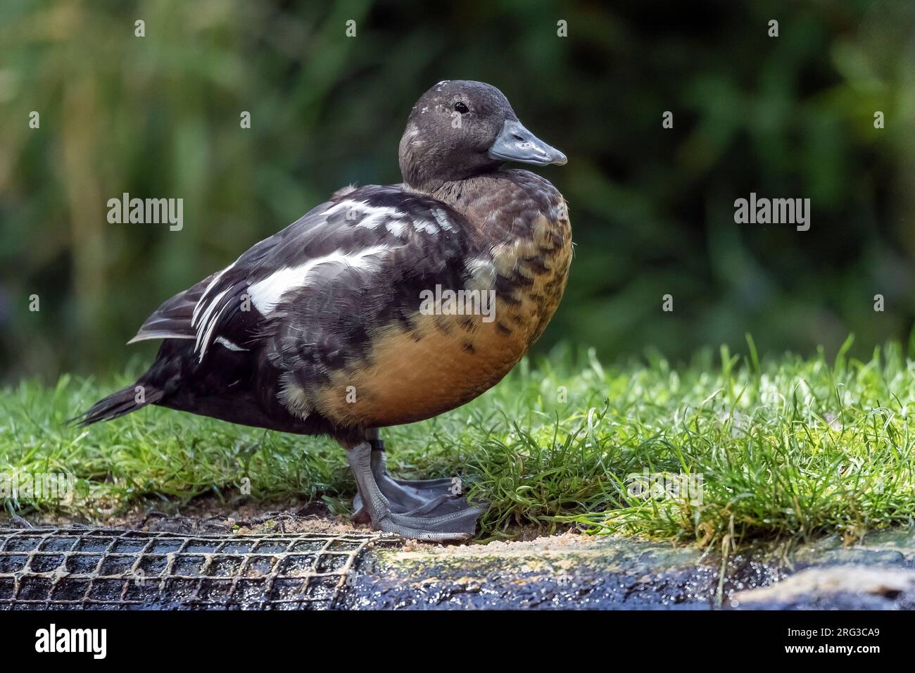 Eclipse maschio Steller's Eider (Polysticta stelleri) in cattività, Zelanda, Paesi Bassi. Foto Stock