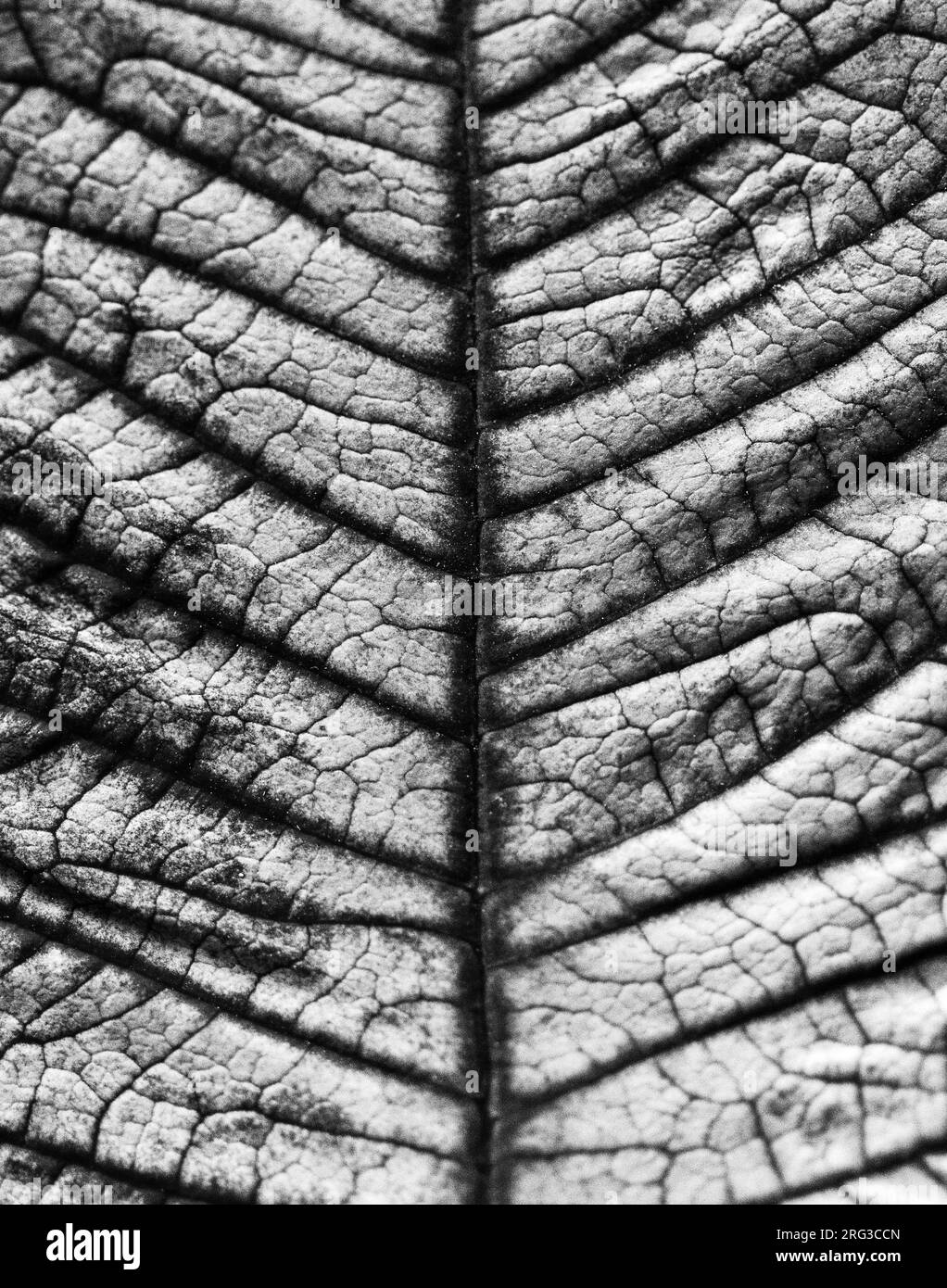 Un macro shot di una foglia pressata di una poinsettia (Euphorbia pulcherrima) rivela le sue vene alternate Foto Stock