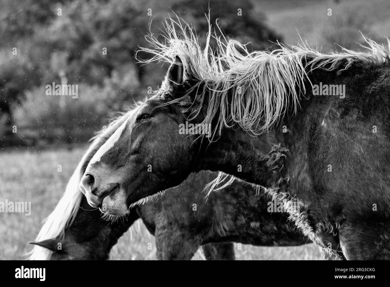 Un profilo di un cavallo belga, la sua criniera trainata dal vento. Foto Stock