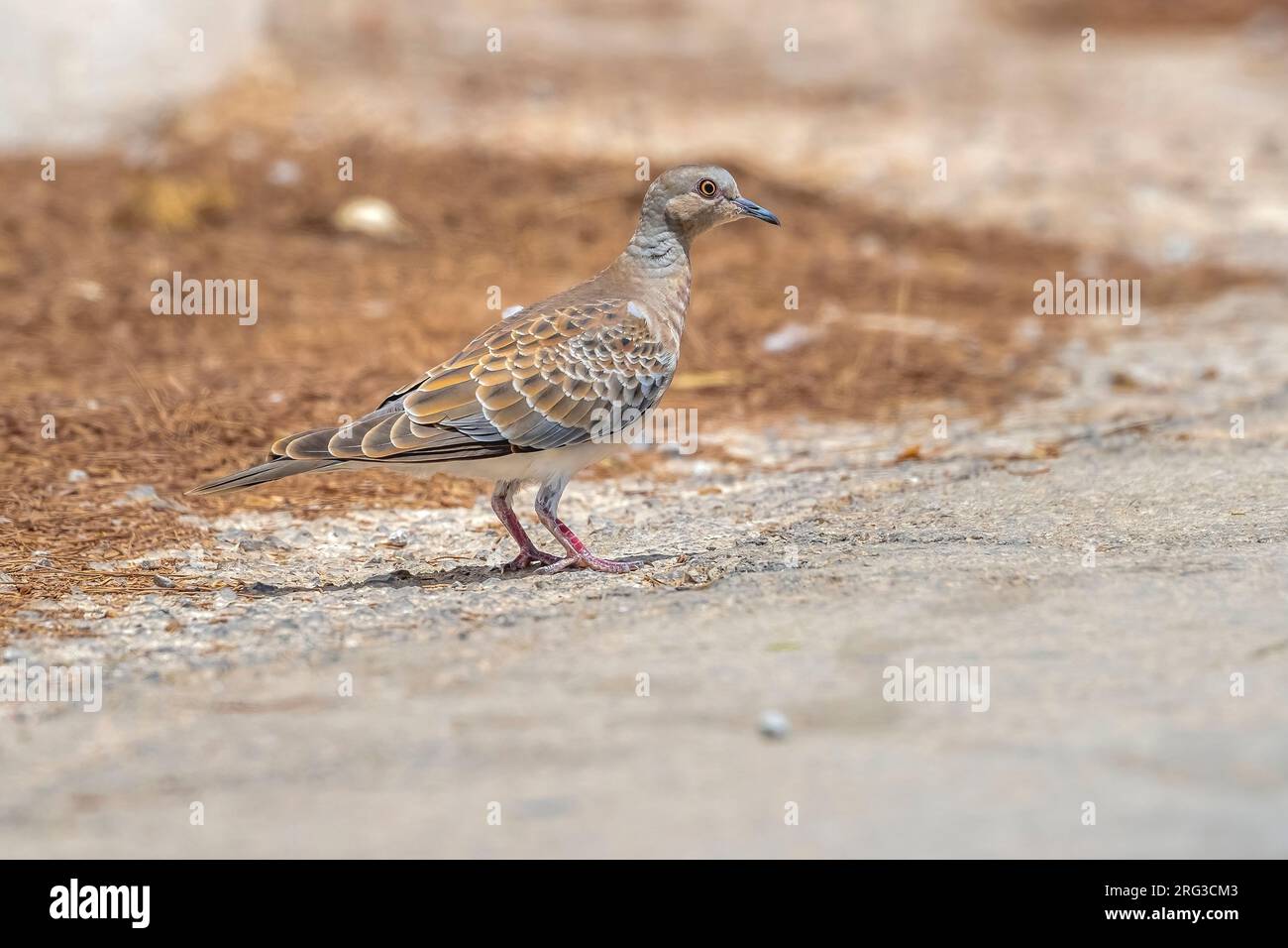 Colomba persiana adulta (Streptopelia turtur arenicola) a terra a Santa Eulària des Riu, Ibiza, Spagna. Foto Stock