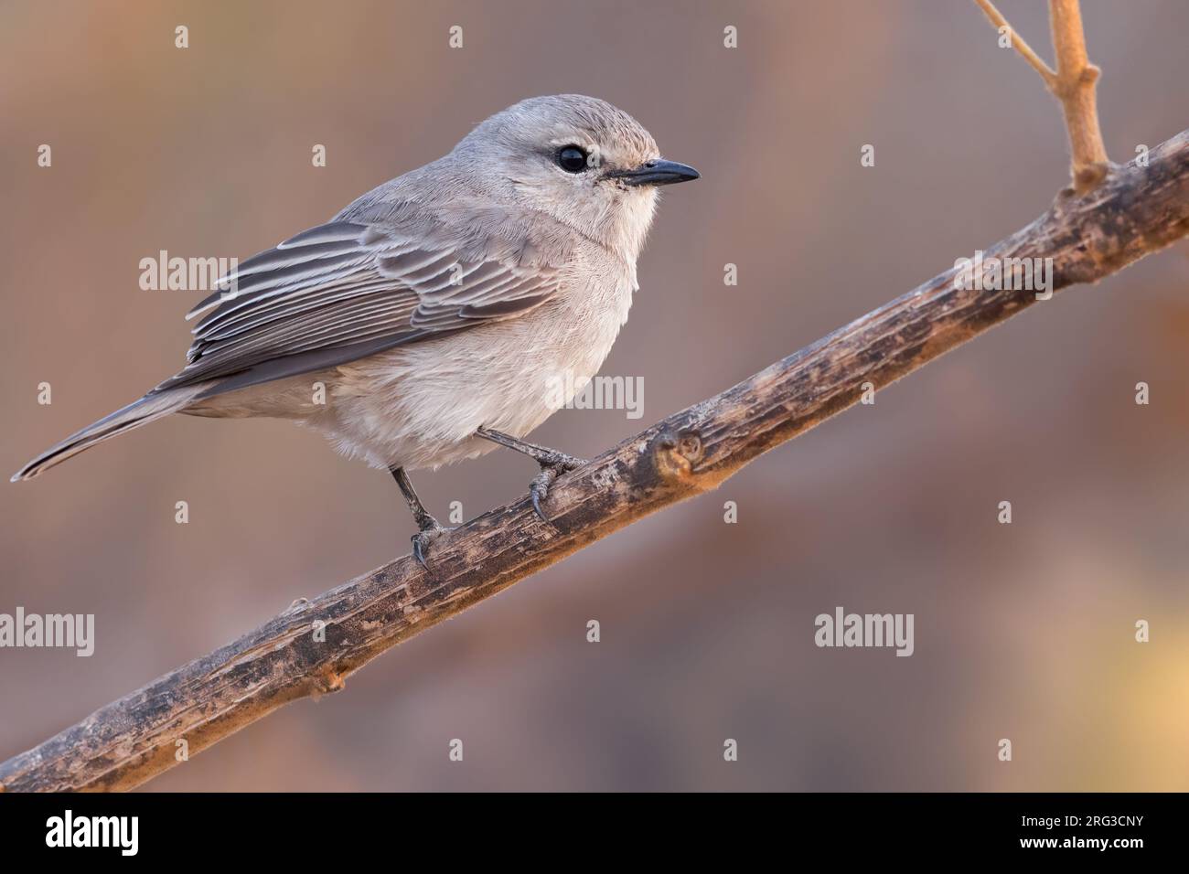 Flycatcher grigio africano (Melaenornis microrhynchus) arroccato su un albero in Tanzania. Foto Stock