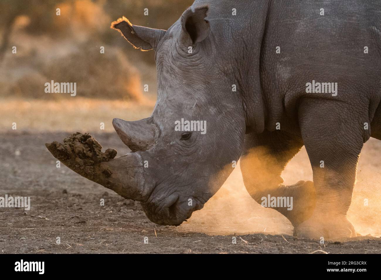 Un rinoceronte bianco, Ceratotherium simum, camminando in una nuvola di polvere al tramonto. Kalahari, Botswana Foto Stock