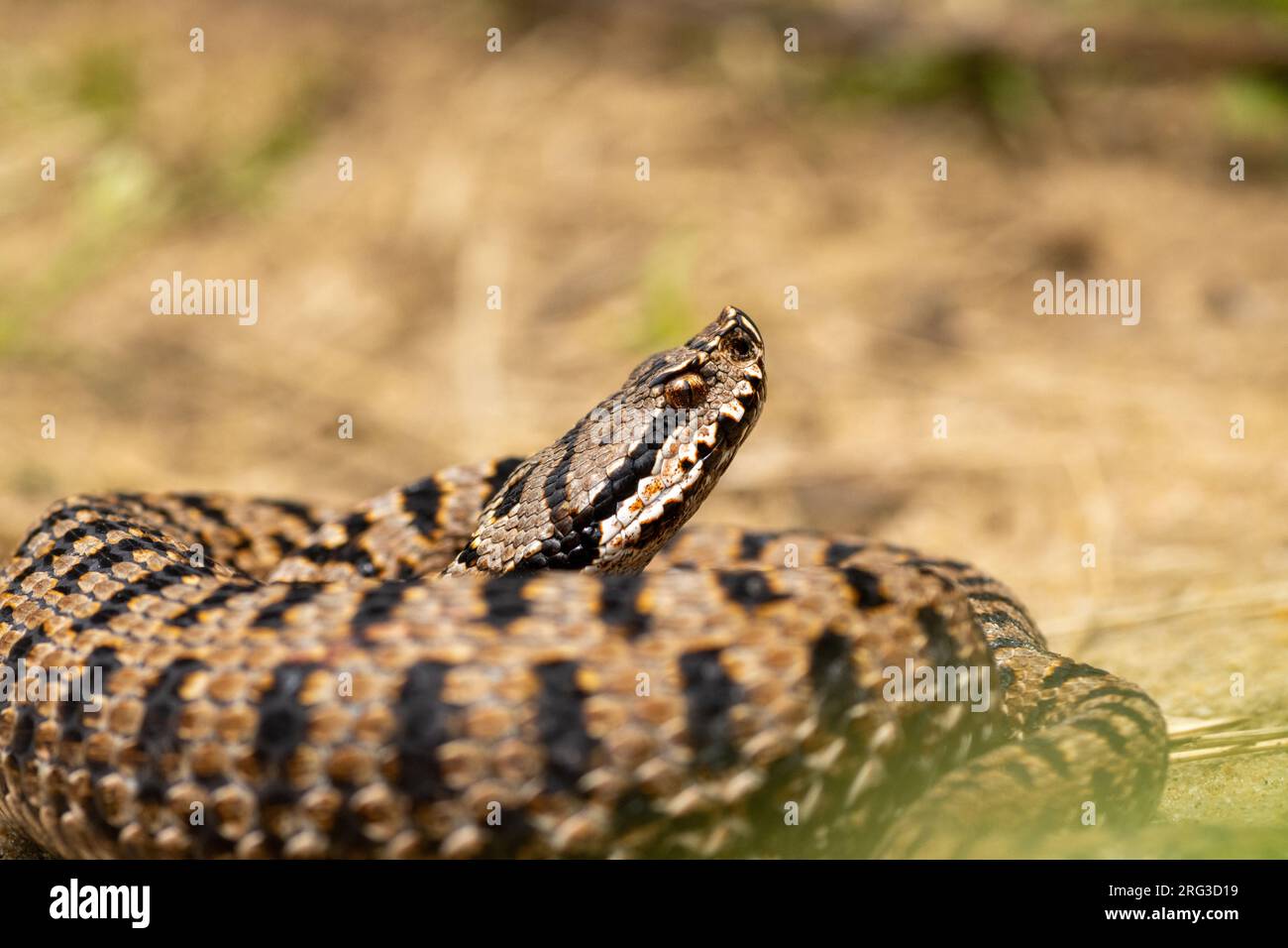 ASP Viper (Vipera aspis aspis) ha preso il 25/08/2021 a le Mans- Francia. Foto Stock