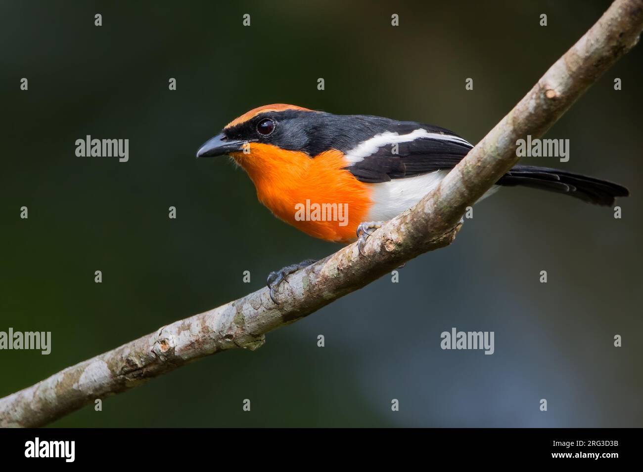 Il Bushshrike di Braun (Laniarius brauni) arroccato su un ramo in Angola. Il suo habitat naturale è costituito da foreste subtropicali o tropicali umide di pianura. Sono tre Foto Stock