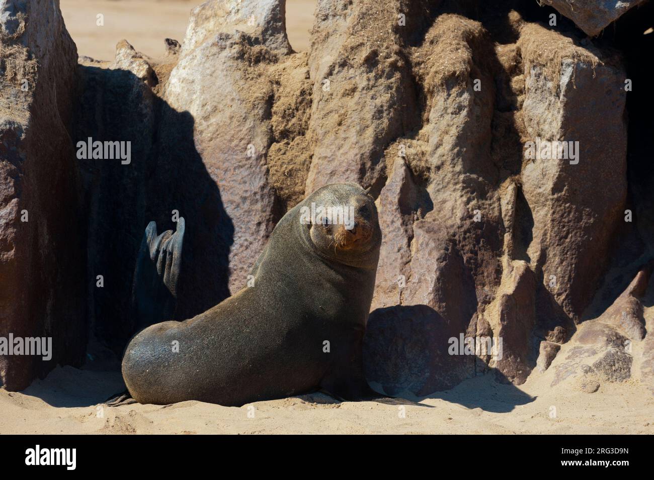 Un sigillo di pelliccia di capo sulla spiaggia di Capo Frio. Capo Fria, Skeleton Coast, Kunene, Namibia. Foto Stock