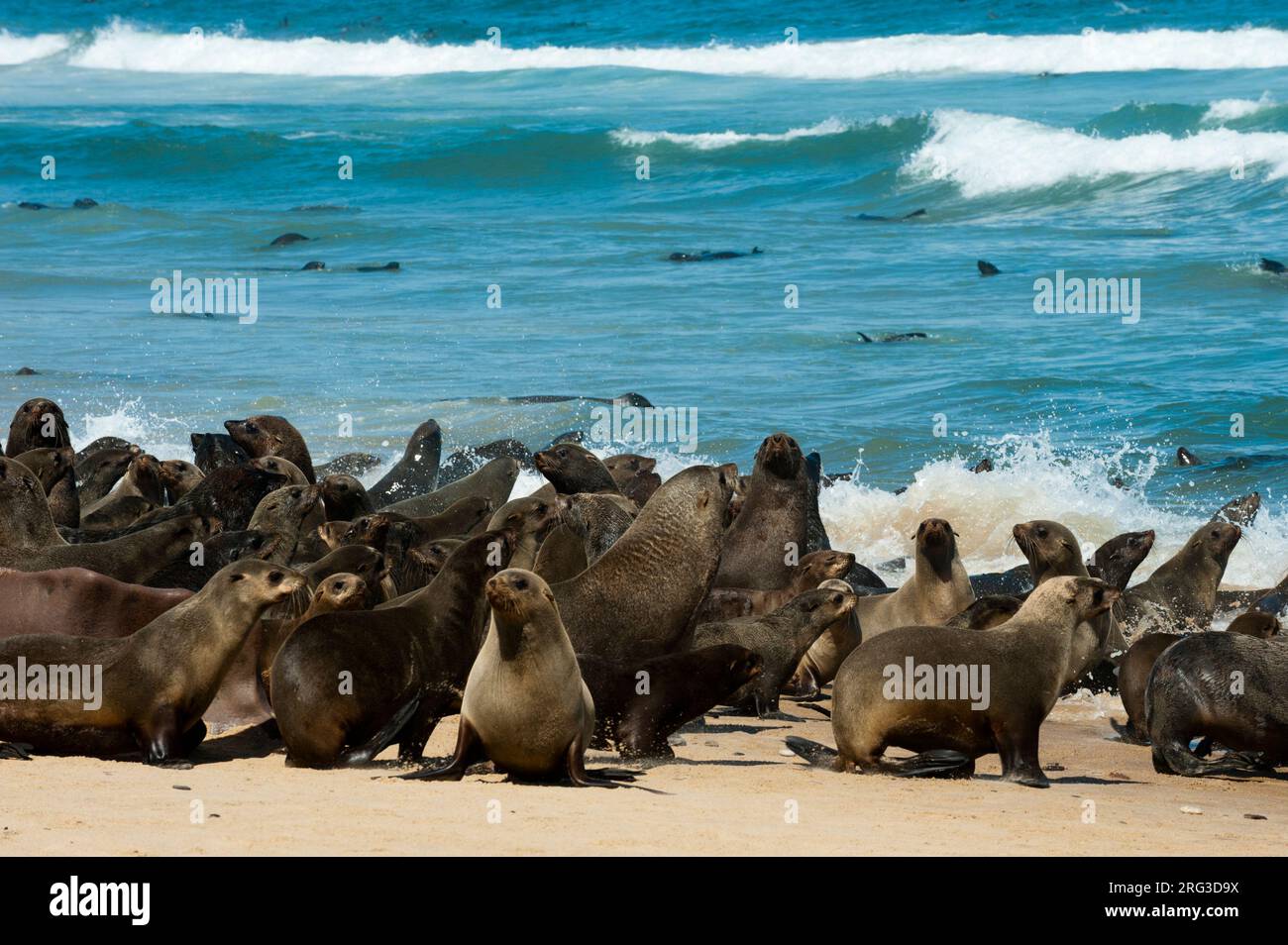 Una colonia di foche del capo si crogiolano sulla spiaggia e nuotano nell'oceano. Capo Fria, Skeleton Coast, Kunene, Namibia. Foto Stock