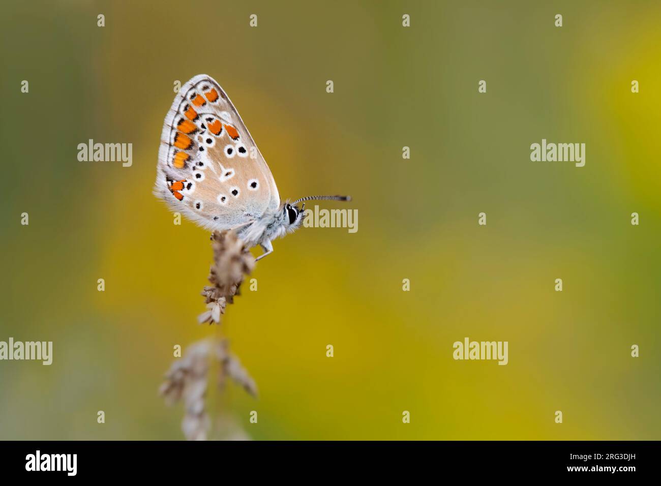 Brown argus donna Foto Stock