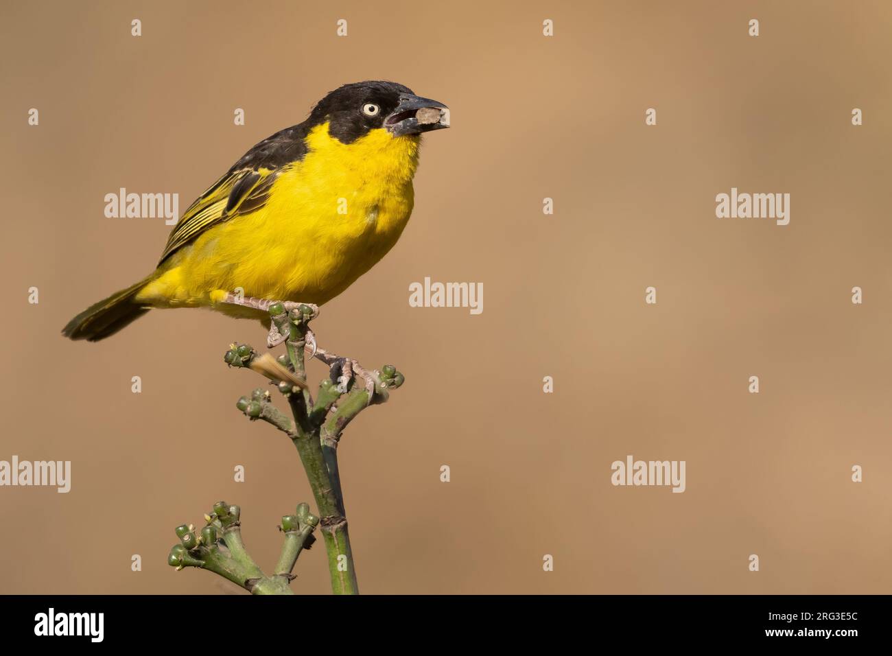 Baglafecht weaver (Ploceus baglafecht) maschio adulto arroccato in Tanzania. Foto Stock