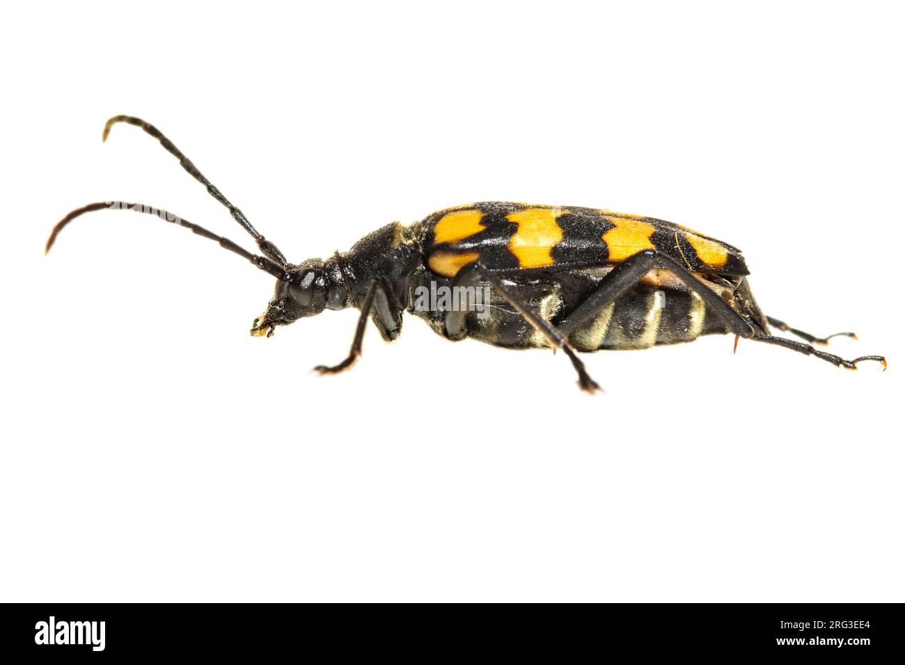 Longhorn Beetle a quattro bande, Leptura quadrifasciata Foto Stock