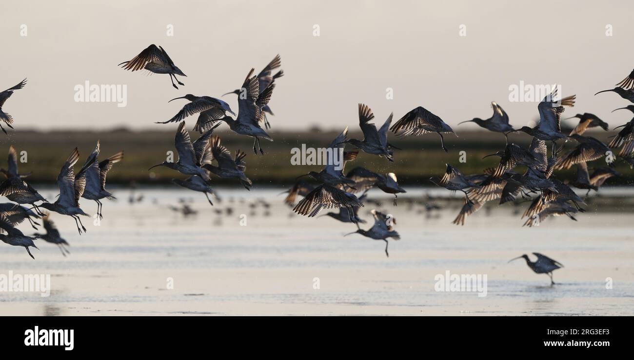 Gregge di Curlew Eurasiatica post-riproduzione (Numenius arquata arquata) decollato da un lago in Zelanda, Danimarca Foto Stock