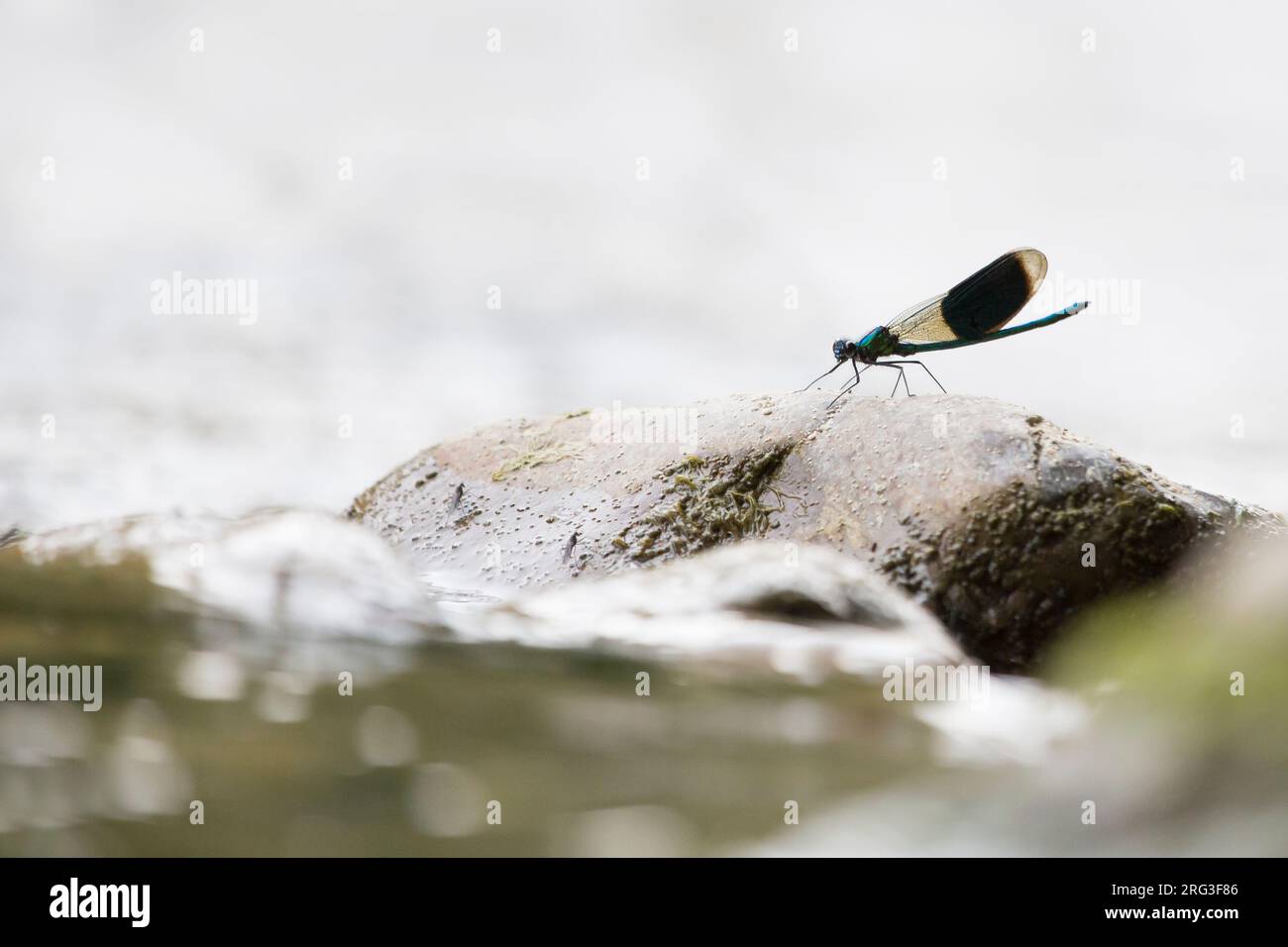 WESTERN Demoiselle, Calopteryx xantostoma Foto Stock