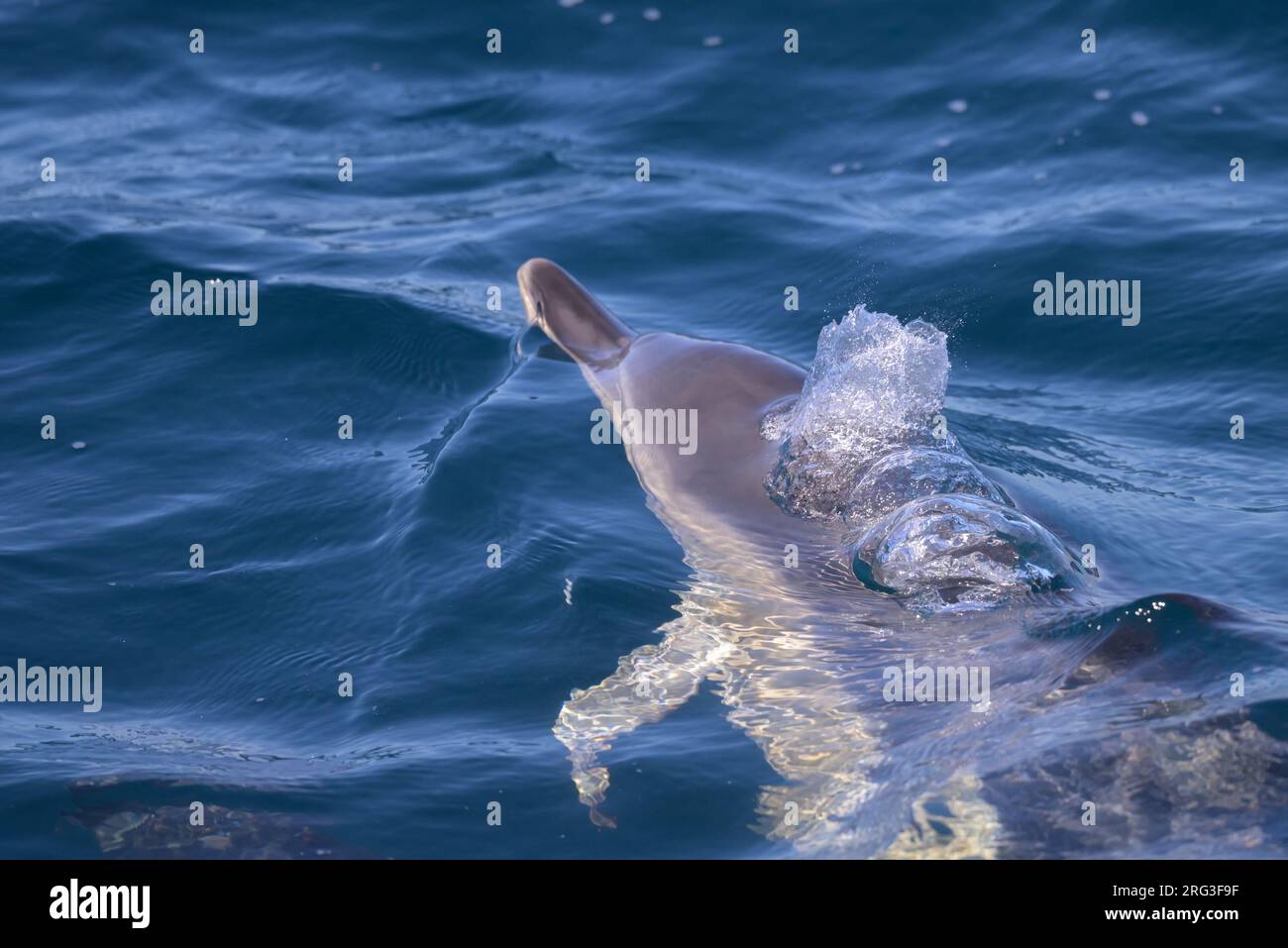 Delfino comune (Delphinus delphis) che appare sulla superficie e sta per espandersi, con il mare come sfondo. Foto Stock