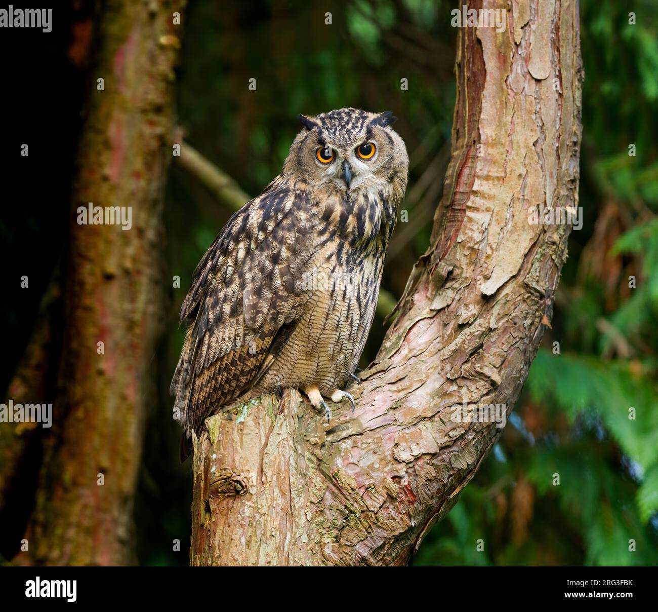 Grande Gufo Reale - Uhu - Bubo bubo ssp. bubo, Germania Foto Stock