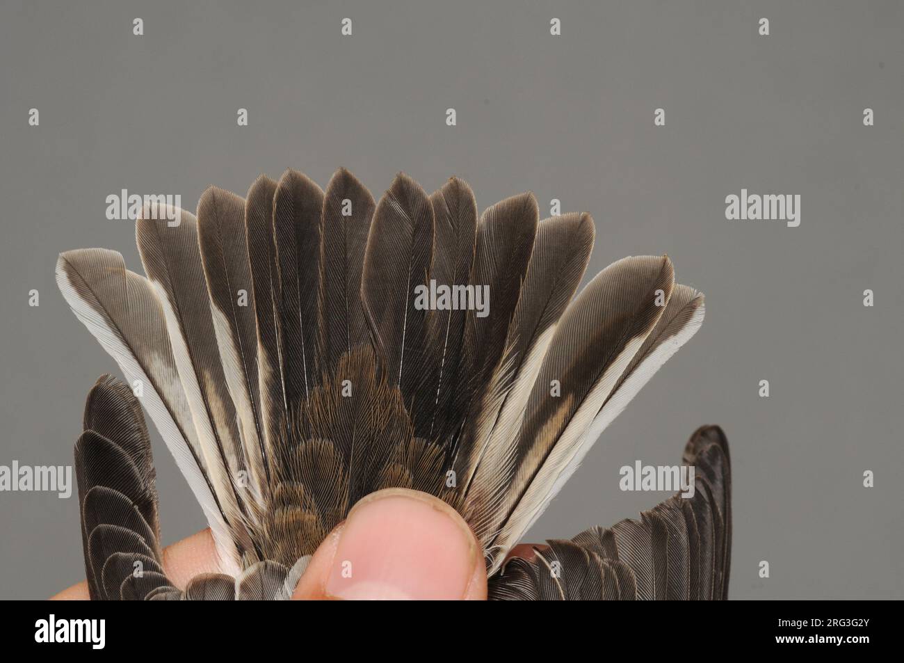 La coda di un occhiello collettato (Ficedula albicollis) del primo inverno è stata catturata presso la stazione di suonamento dell'osservatorio degli uccelli di Ottenby situata nel punto meridionale Foto Stock