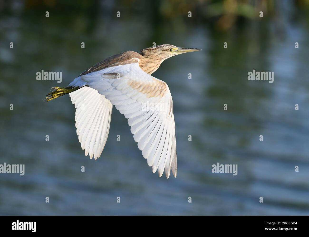 Immaturo squacco Heron (Ardeola ralloides) in volo in Spagna. Foto Stock