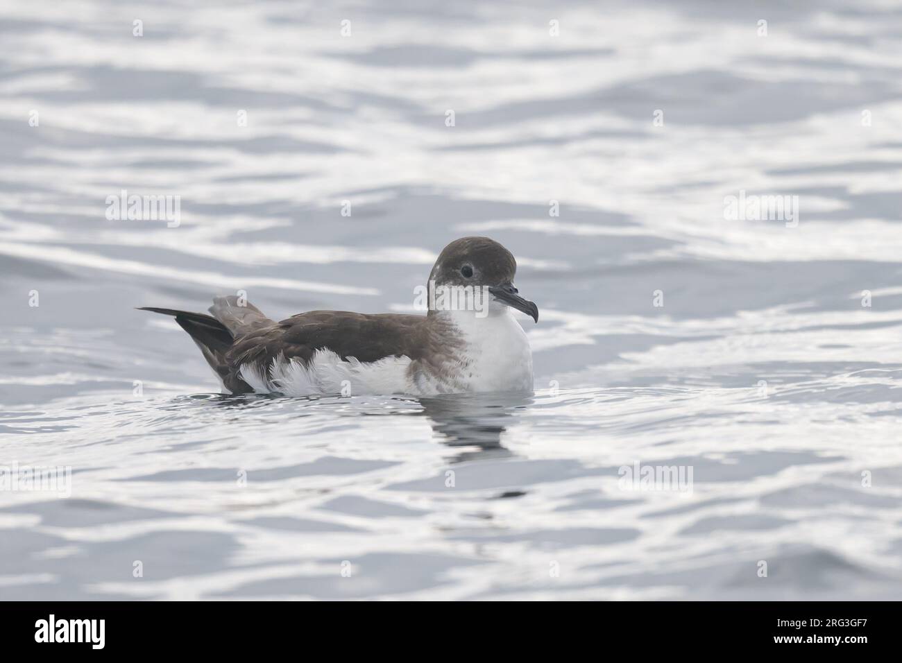 Manzo (Puffinus puffinus), riposante, con il mare come sfondo. Foto Stock