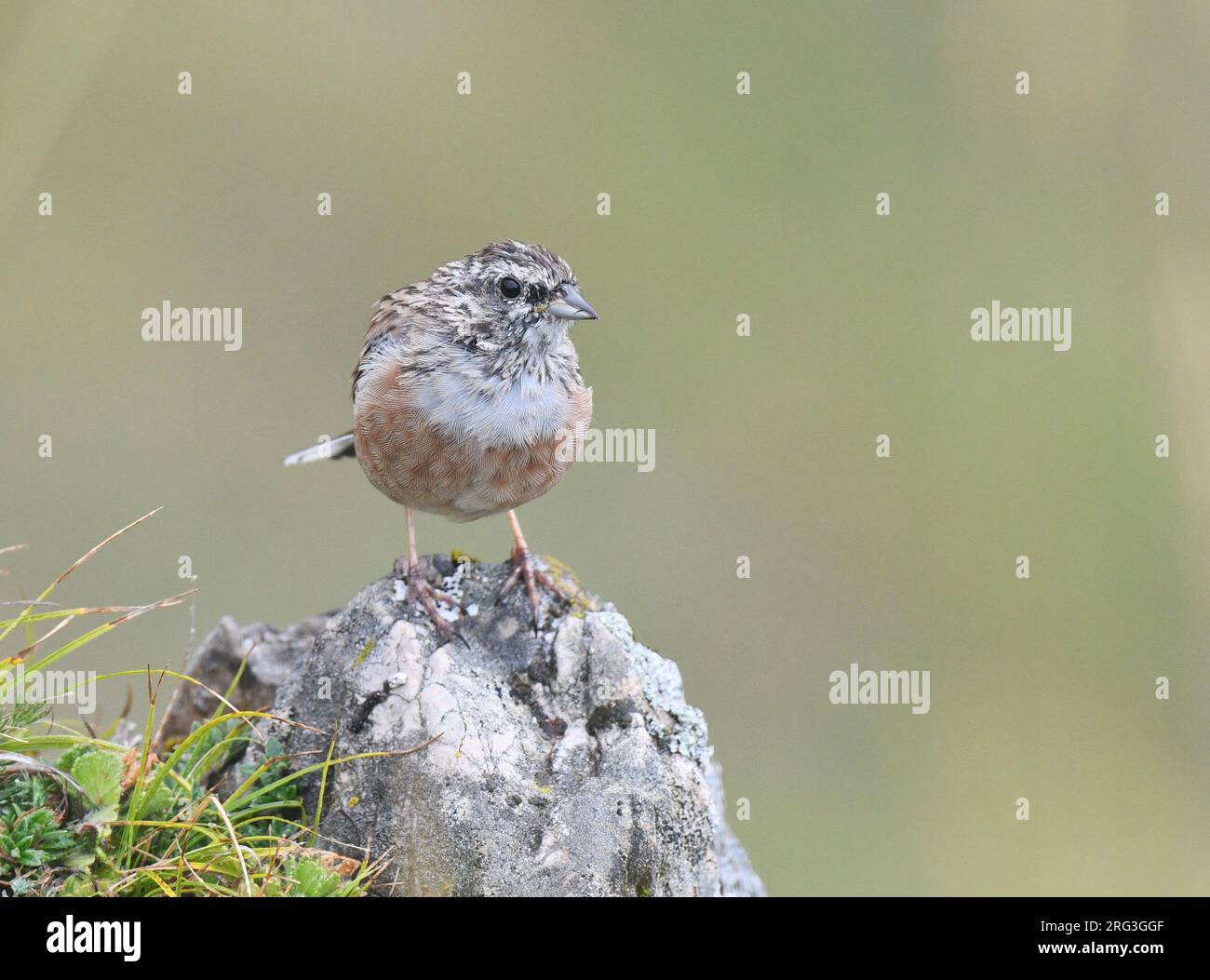 Indossato per adulti Rock Bunting (Emberiza cia) durante la fine dell'estate o l'inizio dell'autunno in Spagna. Foto Stock