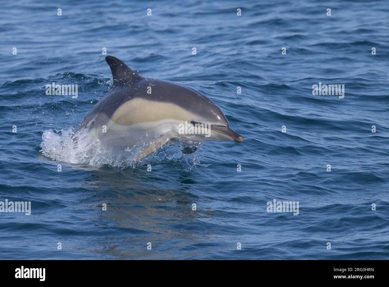 Delfino comune (Delphinus delphis) che salta, con il mare come sfondo. Foto Stock