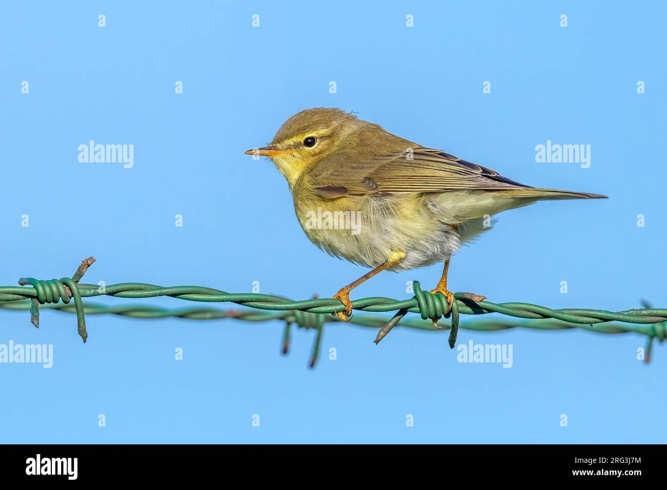 Juvenile Willow Warbler (Phylloscopus trochilus trochilus) perhed su un filo di barbe nel Voorhaven di Zeebrugge, Fiandre occidentali, Belgio. Foto Stock