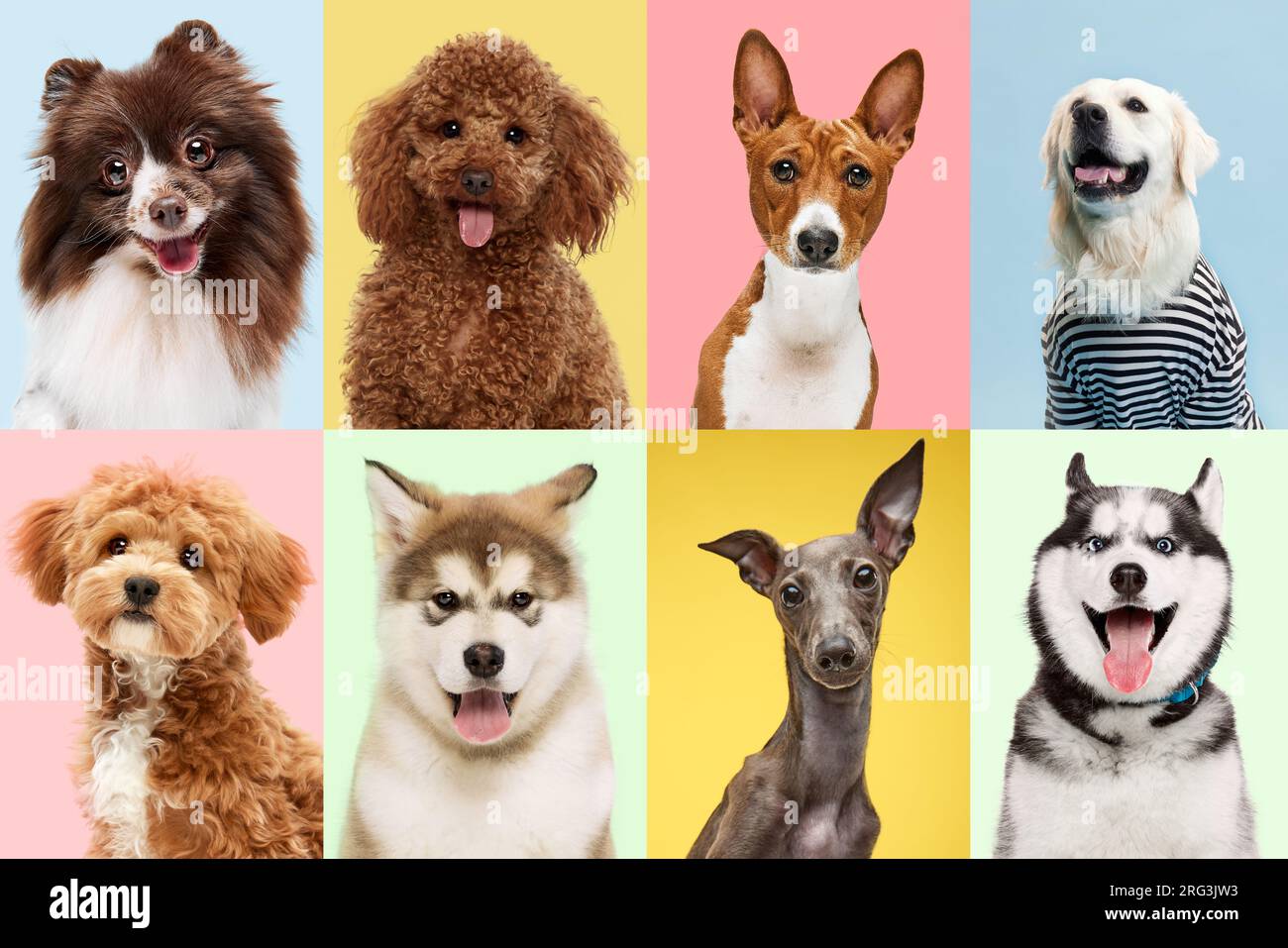 Giocosità. Collage composto da ritratti di cani felici su sfondo color pastello. Foto Stock