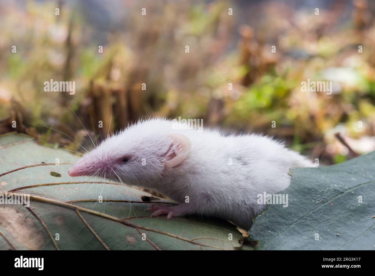 Leucistic White-Tooted Shrew Foto Stock