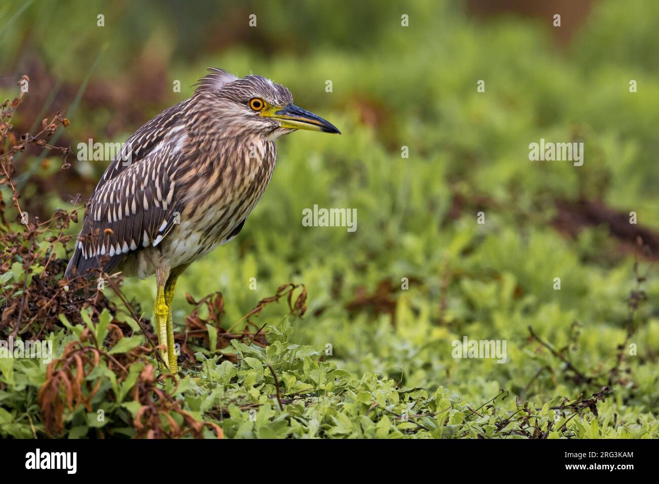 I capretti Nitticora Foto Stock