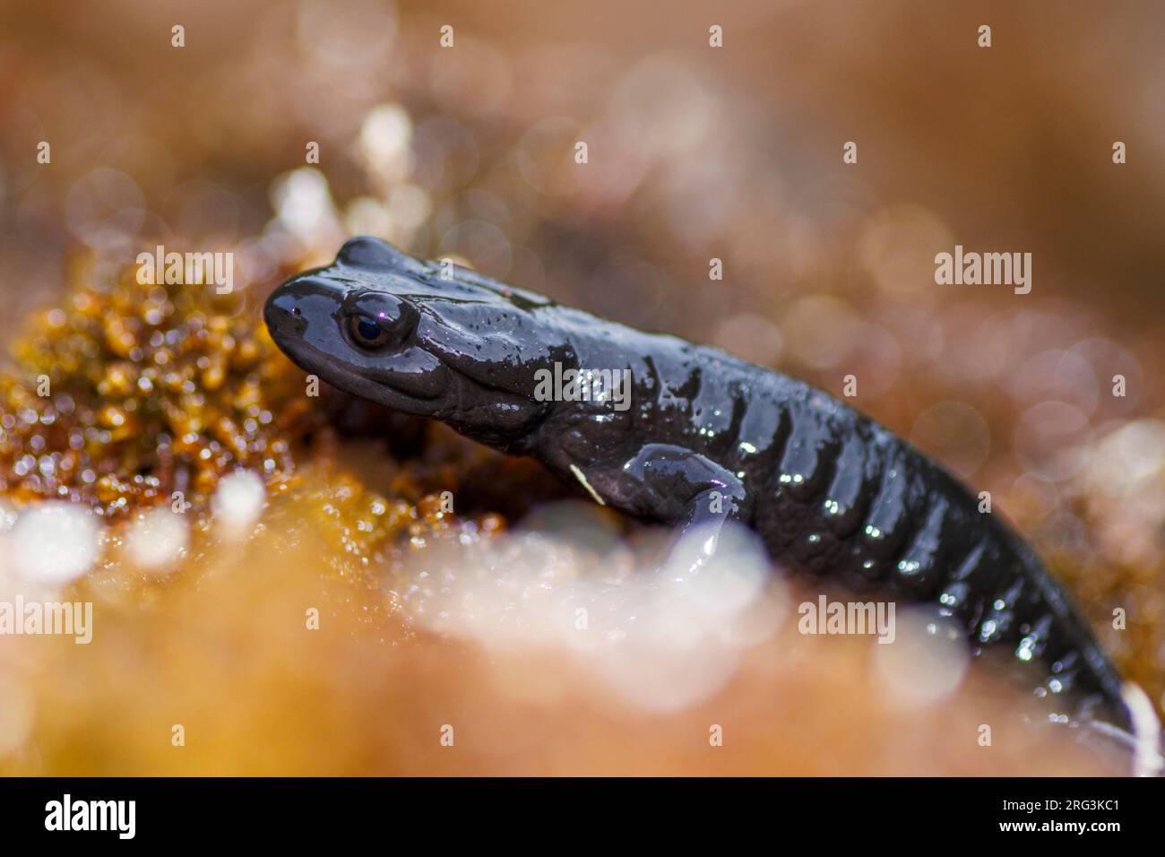 La Salamander (alpina) di Lanza (Salamandra lanzai) ha preso il 13/09/2022 a Ristolas - Francia. Foto Stock