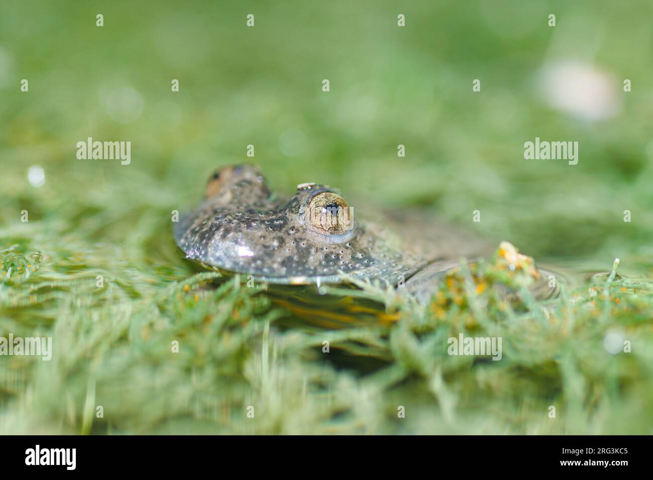 Il Toad (Bombina variegata) ha preso il 13/09/2022 a Embrun- Francia. Foto Stock