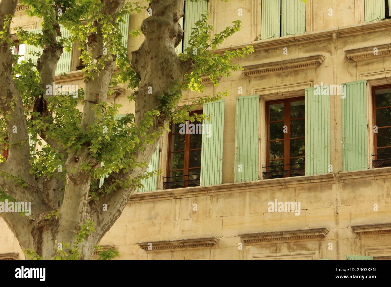 Arancio, Vaucluse, Francia - albero di sicomoro Pollarded con persiane provenzali turchesi chiare dietro Foto Stock