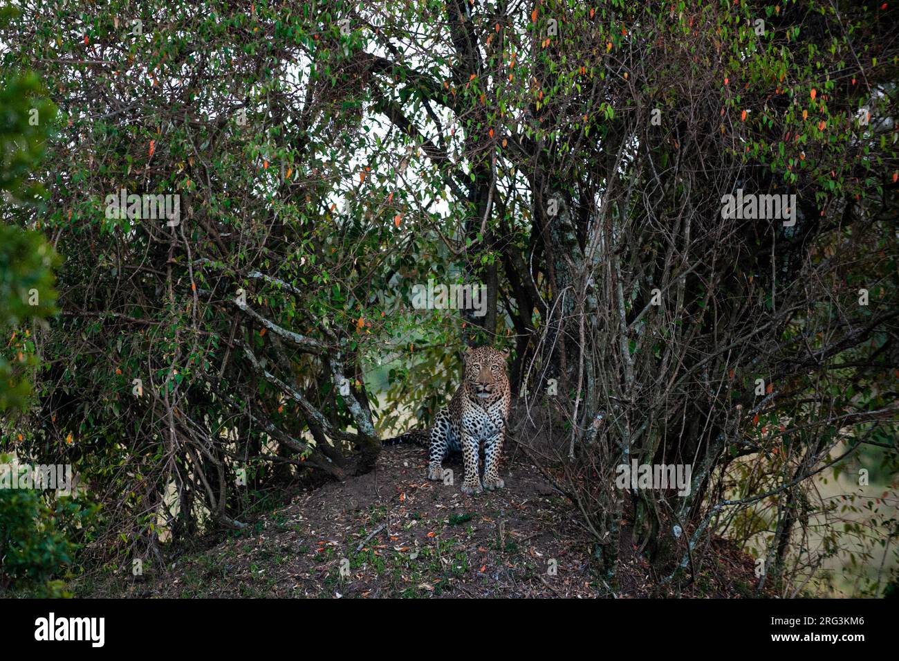 un leopardo, Panthera pardus, in una divisione della fitta sottobosco di alberi e arbusti. Masai Mara National Reserve, Kenya. Foto Stock