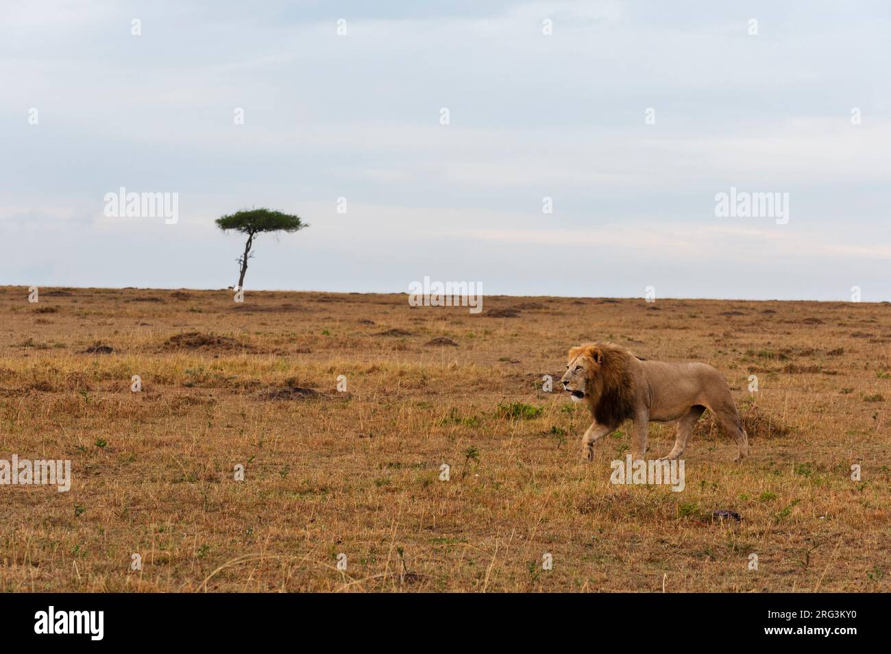 Un leone maschio, Panthera leo, pattugliando la savana. Masai Mara National Reserve, Kenya. Foto Stock