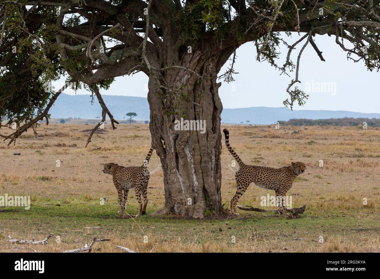 Due ghepardi, Acinonyx jubatus, spruzzando per marcare il loro territorio. Masai Mara National Reserve, Kenya. Foto Stock