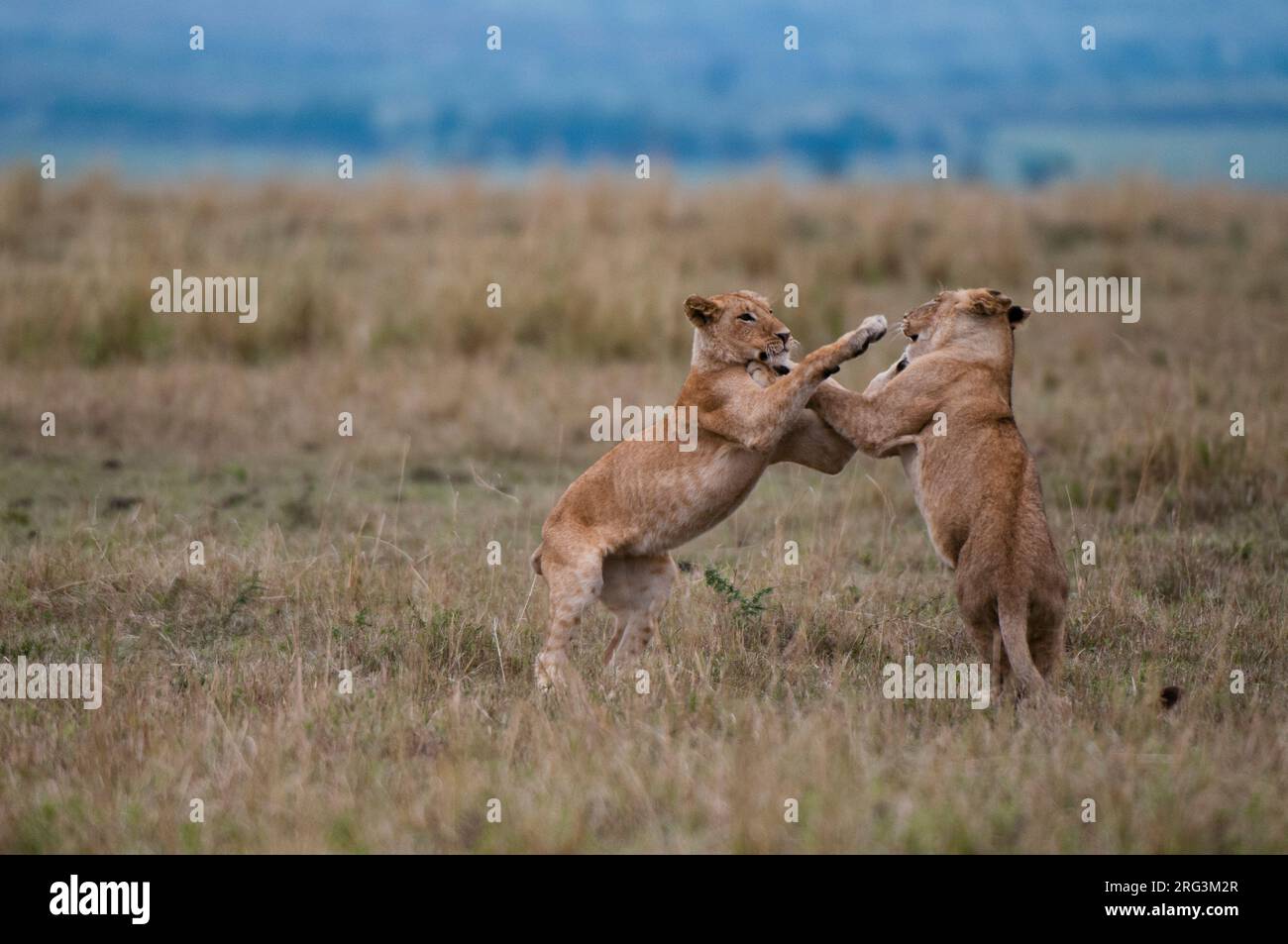 Due leonessa, Panthera leo, che spara. Masai Mara National Reserve, Kenya. Foto Stock