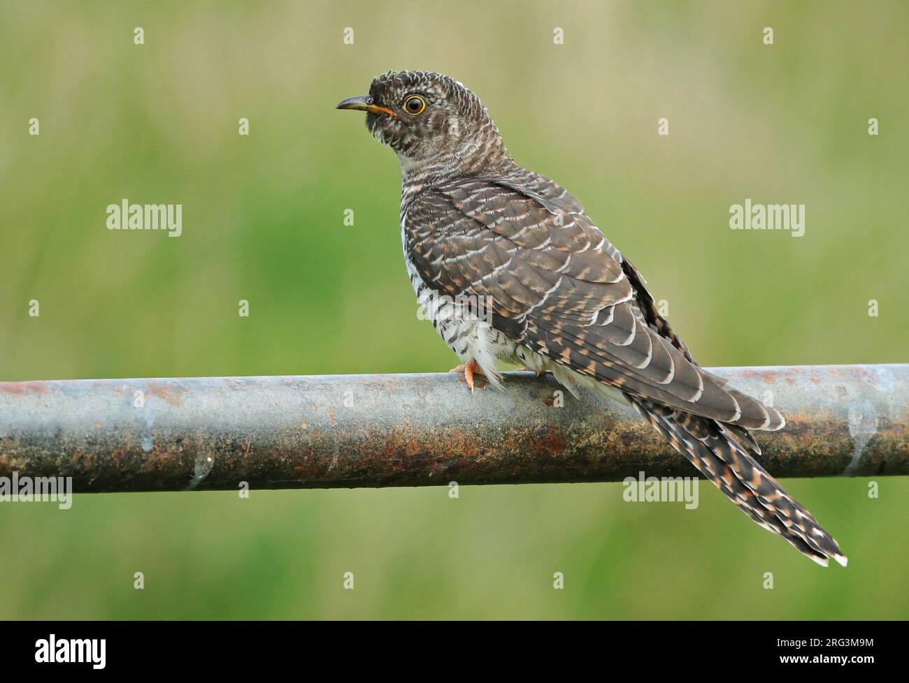 Cuckoo comune immaturo (Cuculus canorus) durante la migrazione autunnale nei Paesi Bassi. Foto Stock