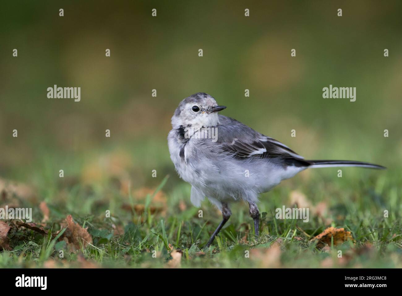 White Wagtail, Witte Kwikstaart, Motacilla alba ssp. alba, Gran Bretagna Foto Stock