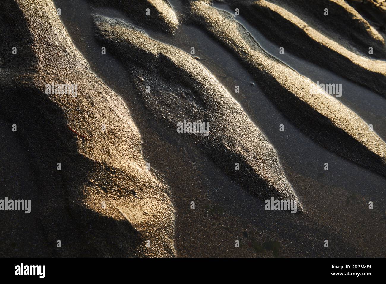 Sabbia ondulata retroilluminata, illuminata da un sole basso, poco prima del tramonto; a Hartland Quay, Hartland, sulla costa atlantica del Devon, Gran Bretagna. Foto Stock