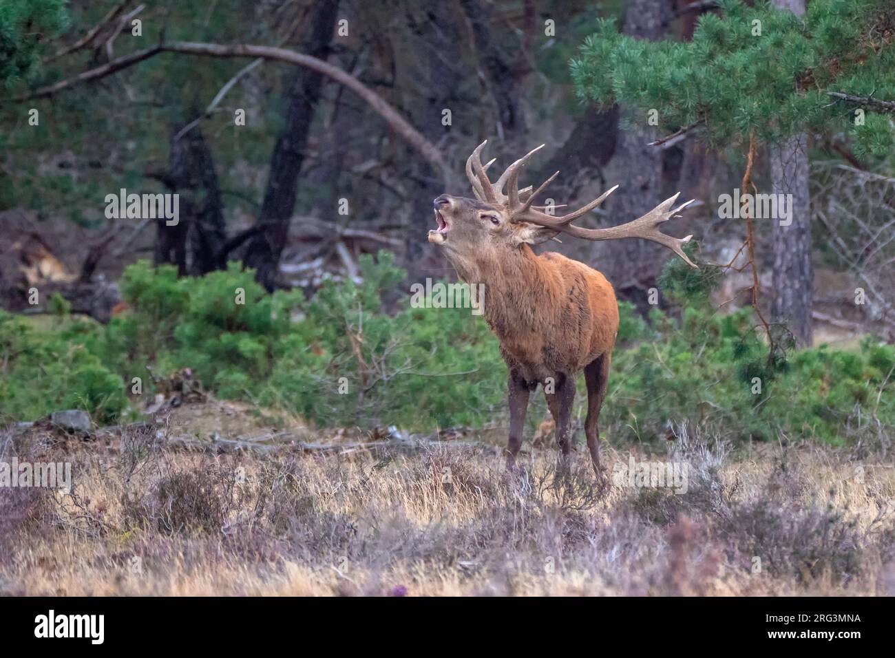 Red, Deer; Cervus elaphus; un cervo maschio con palchi ben sviluppati durante la stagione di taglio. Il cervo è belling per spaventare i concorrenti maschili e tenere t Foto Stock