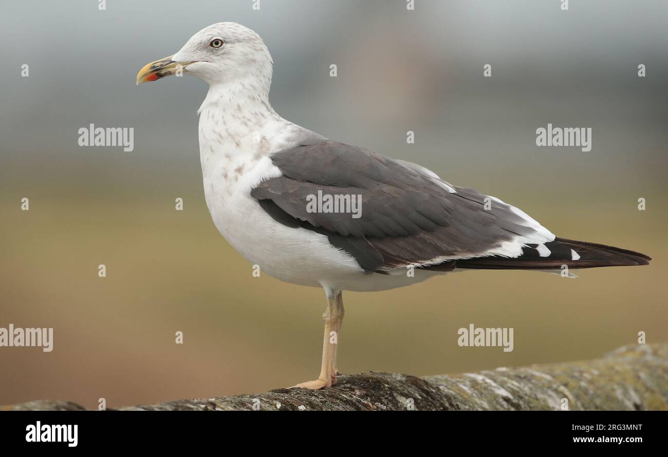 Leer Black-backed Gull (Larus fuscus), terzo anno di calendario in piedi, visto di lato. Foto Stock