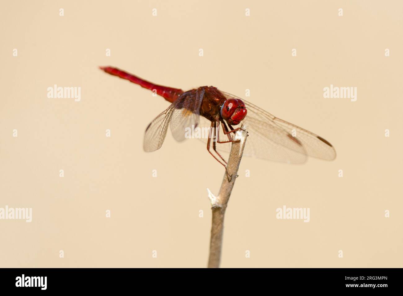 Ritratto di una libellula rossa, Urothemis assignata, arroccata su un ramoscello. Delta Okavango, Botswana. Foto Stock