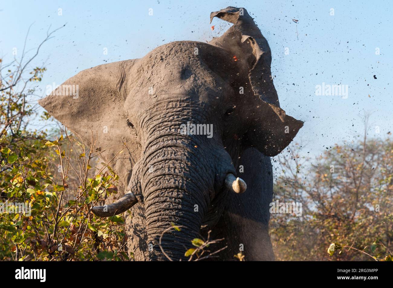 Un elefante africano, Loxodonta africana, caricando e sbattendo le orecchie. Delta Okavango, Botswana. Foto Stock